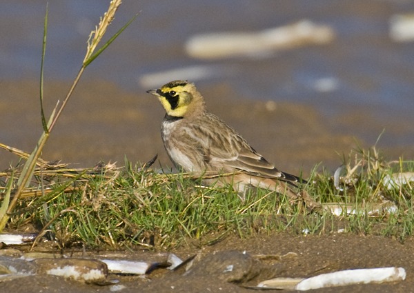 Shorelark