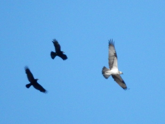 Osprey