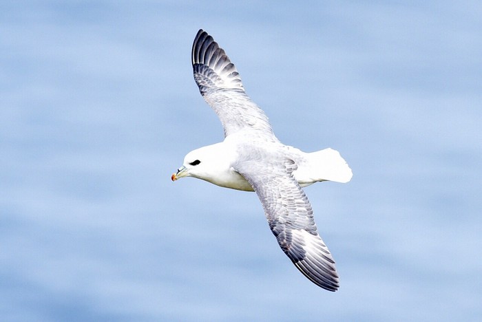 Fulmar