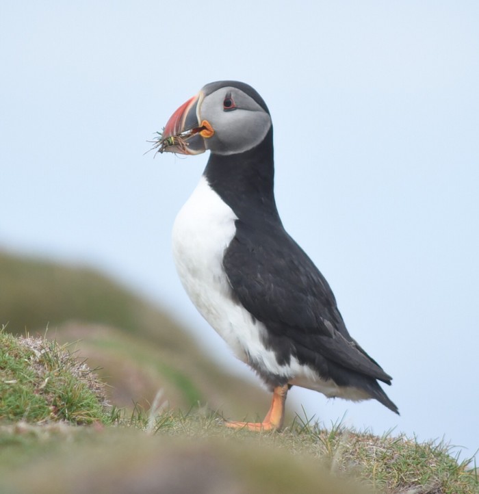 Puffin