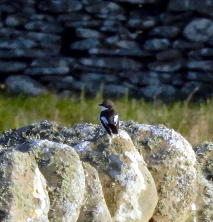Pied Flycatcher