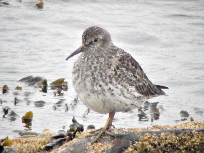 Purple Sandpiper