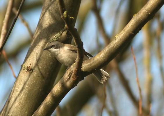 Lesser Whitethroat