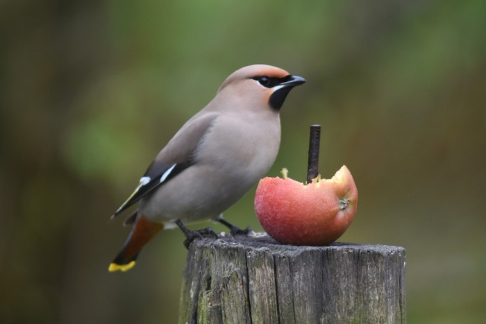 Waxwing