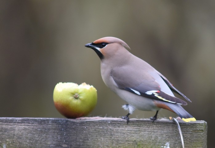 Waxwing