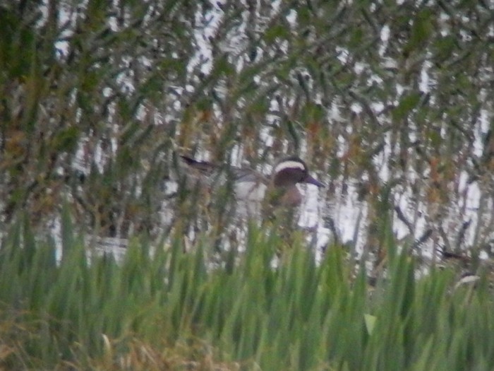 Garganey