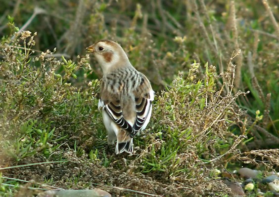 Snow Bunting