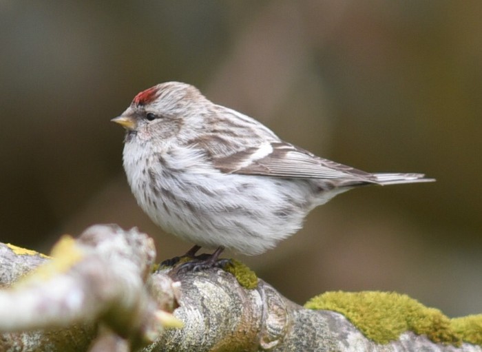 Common Redpoll