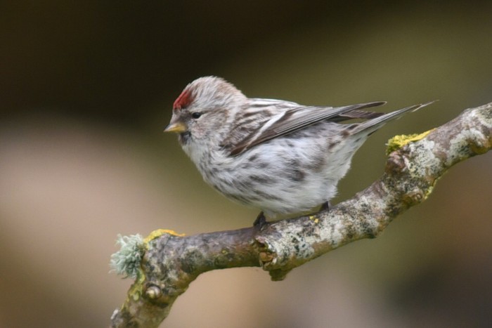Common Redpoll