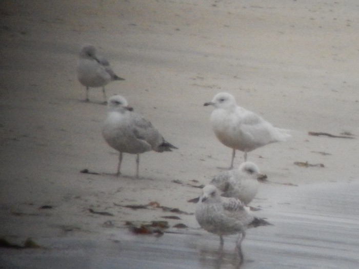 Iceland Gull