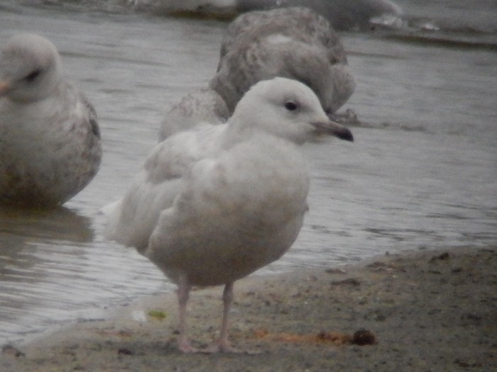 Iceland Gull