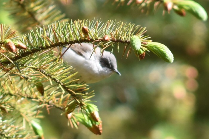 Lesser Whitethroat