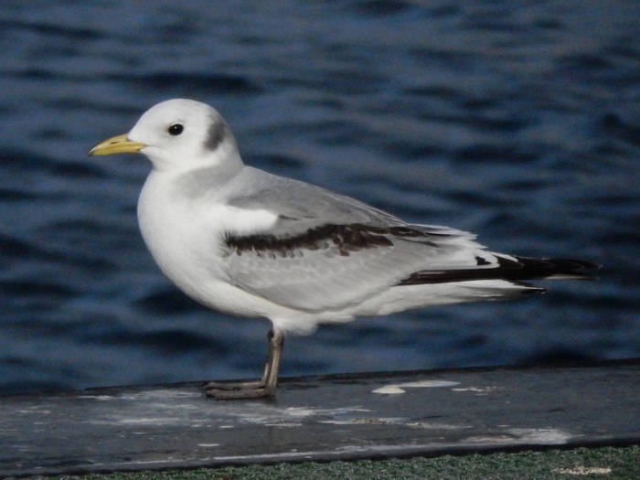 Kittiwake
