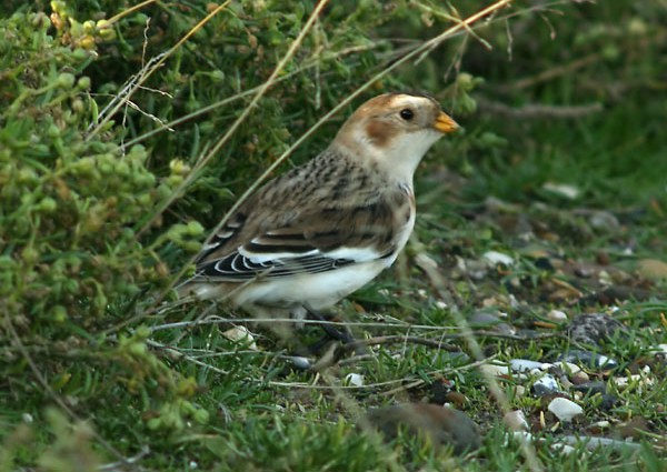 Snow Bunting