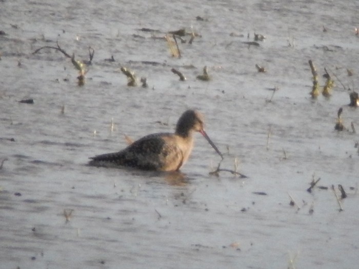 Spotted Redshank