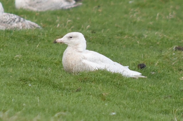 Glaucous Gull