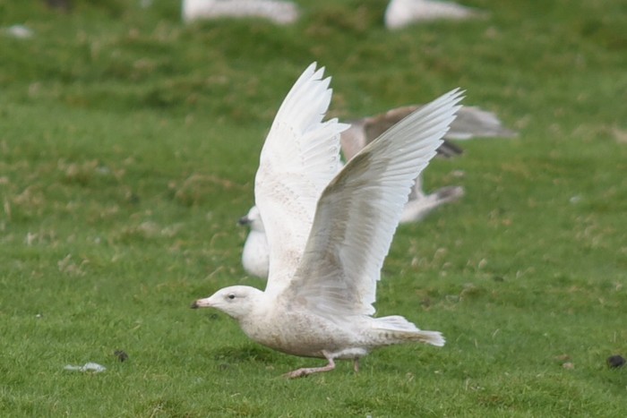 Glaucous Gull