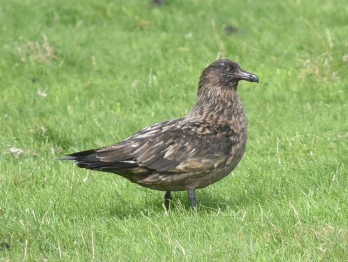 Great Skua