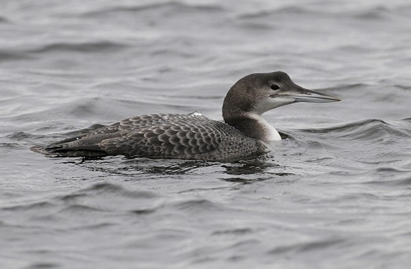 Great Northern Diver