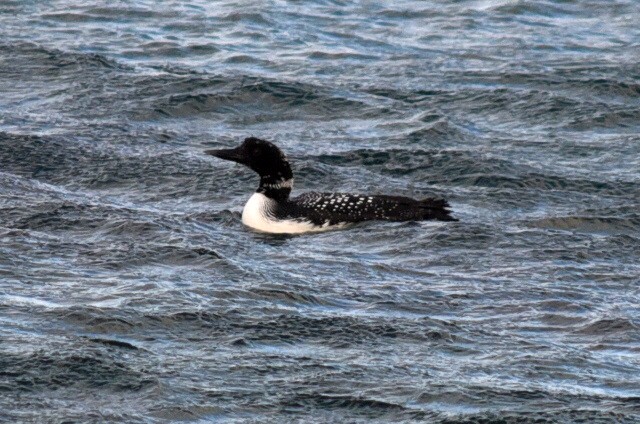 Great Northern Diver