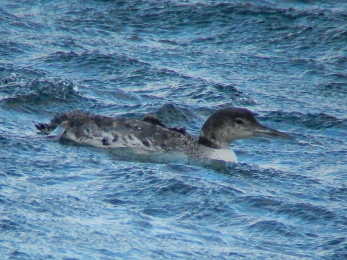 Great Northern Diver