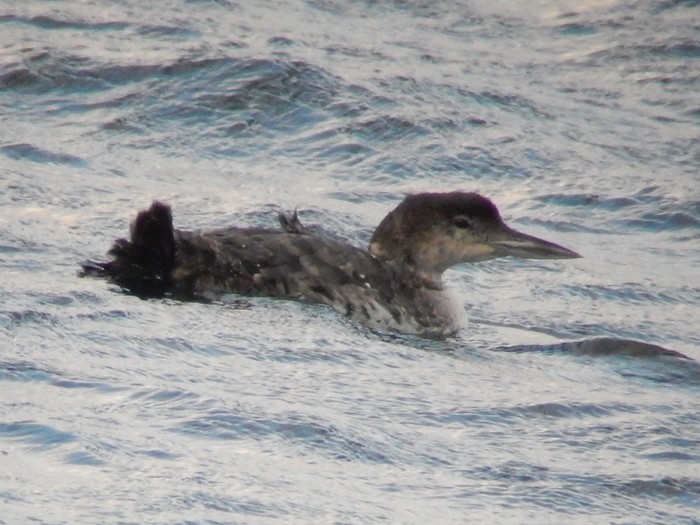 Great Northern Diver
