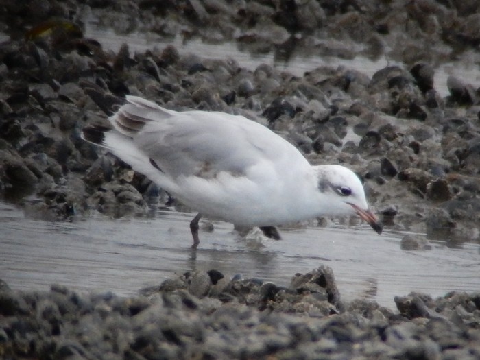 Mediterranean Gull