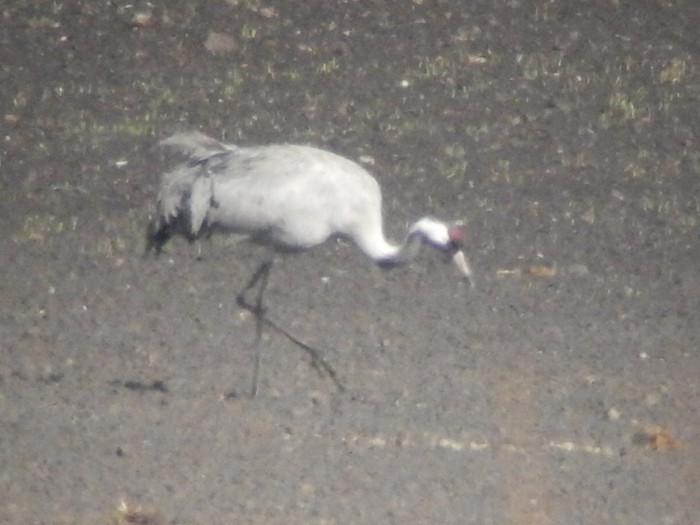 Common Crane