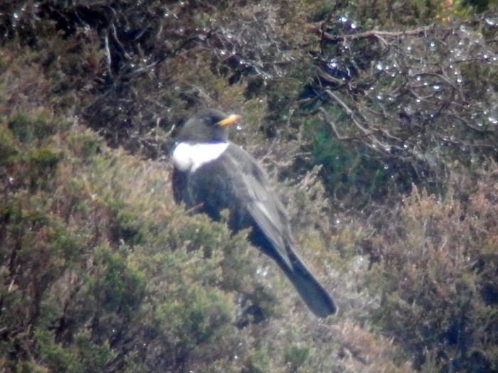 Ring Ouzel