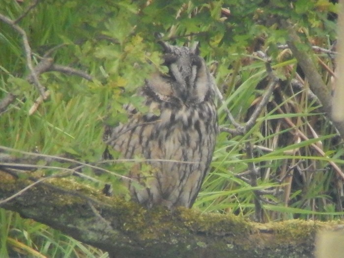 Long-eared Owl