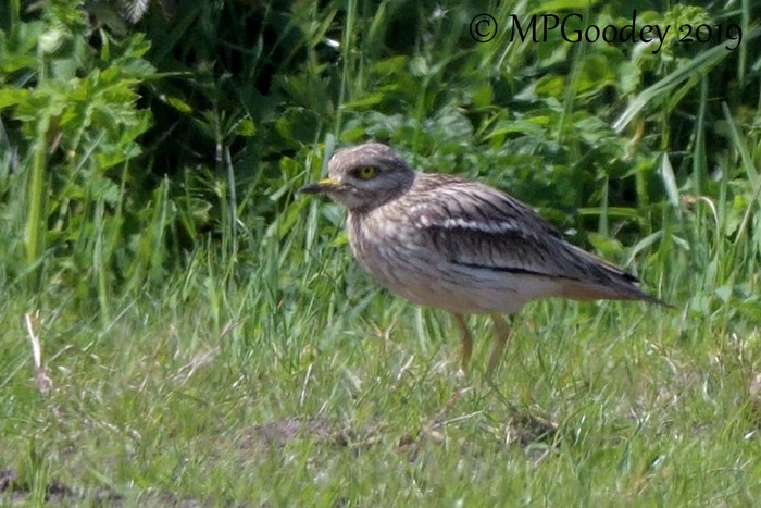 Stone Curlew