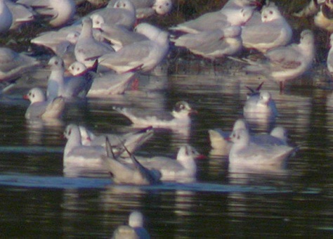 Franklin's Gull