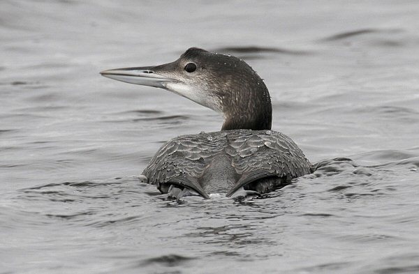 Great Northern Diver
