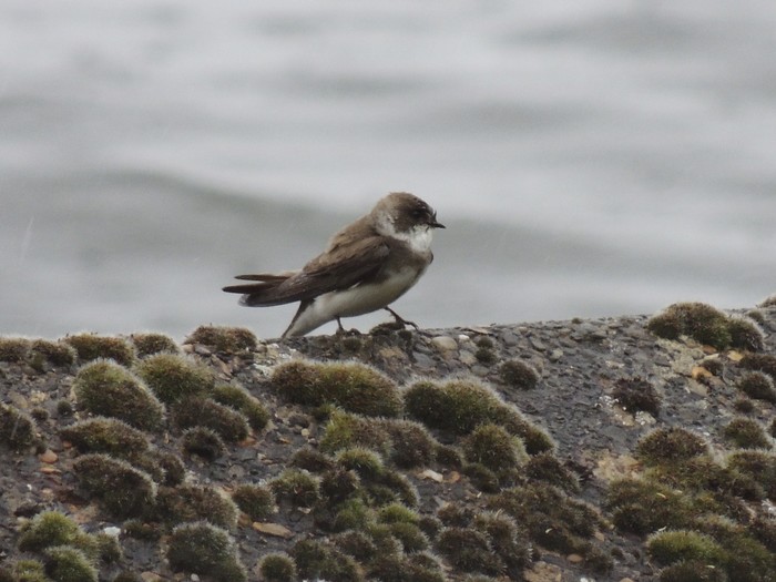 Sand Martin