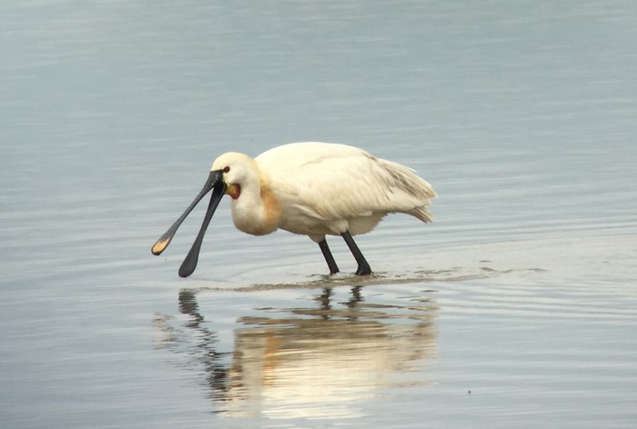 Spoonbill