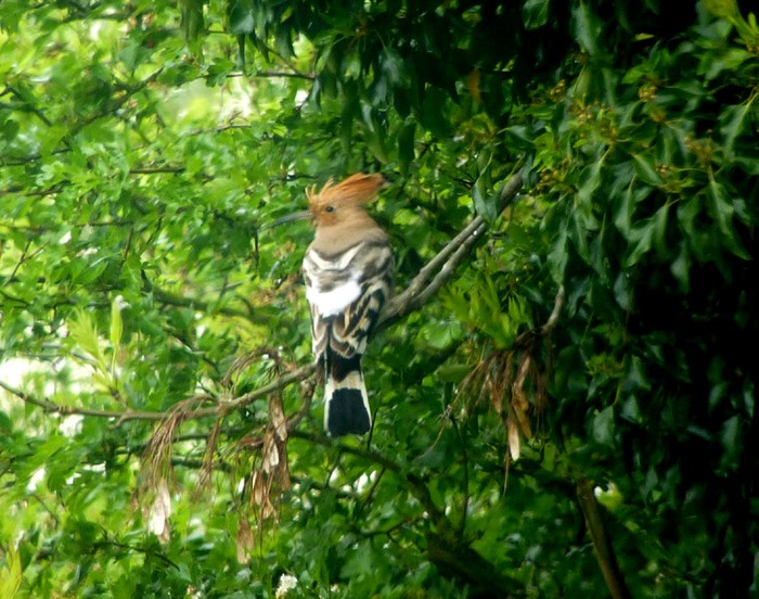 Hoopoe
