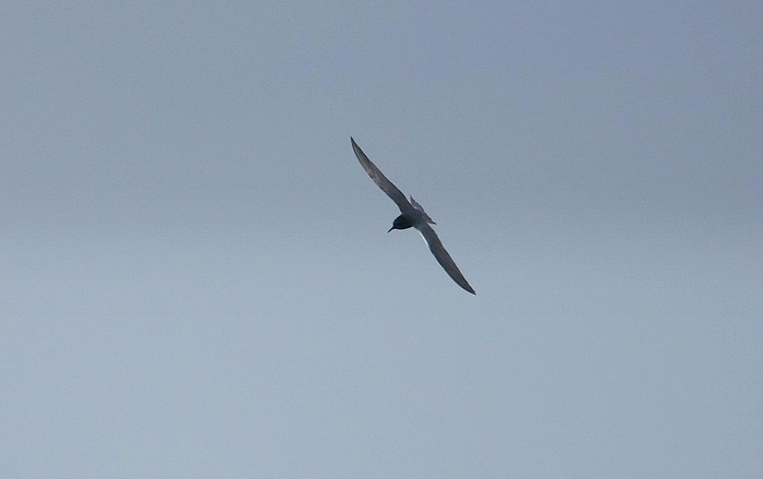 Black Tern