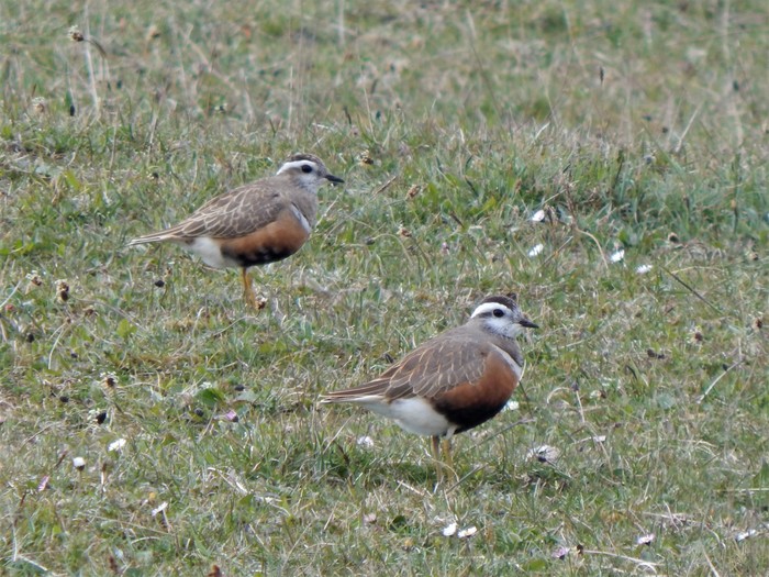 Dotterel