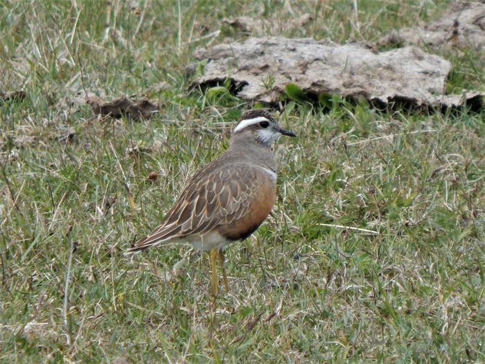 Dotterel