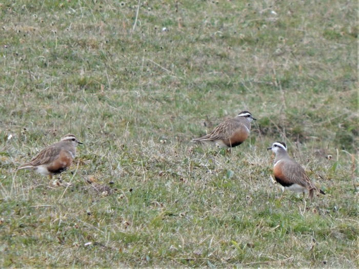 Dotterel