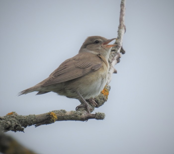 Garden Warbler