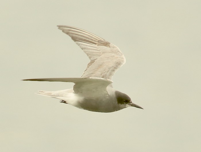 Black Tern