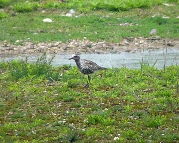 Grey Plover