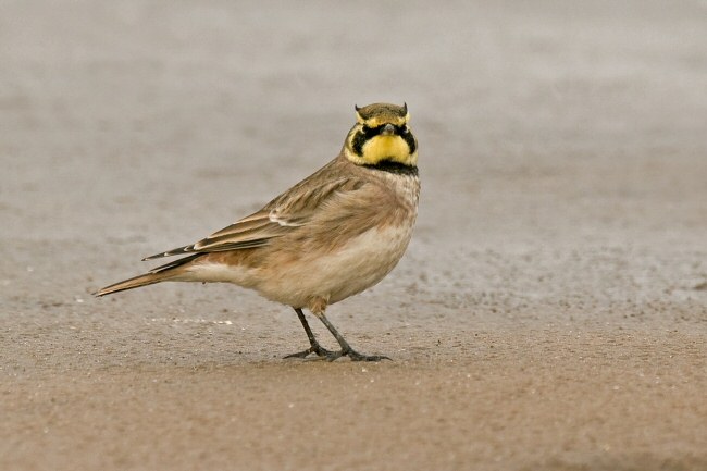Shorelark