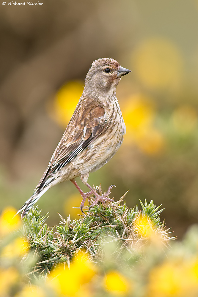 Linnet