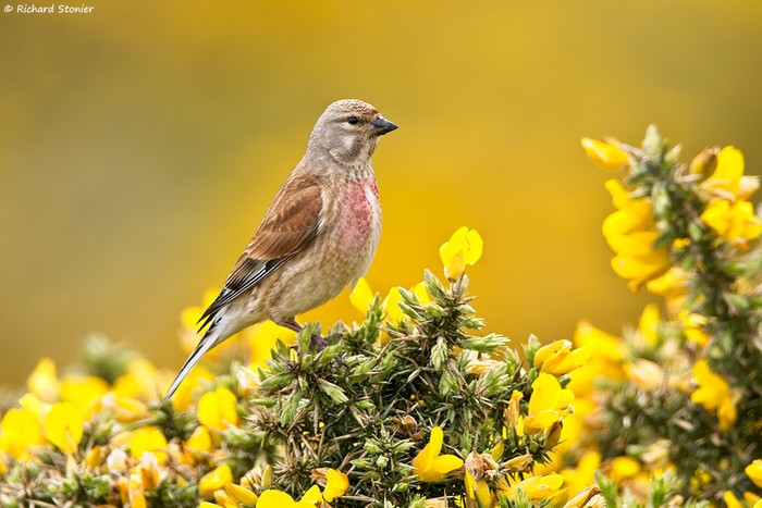 Linnet