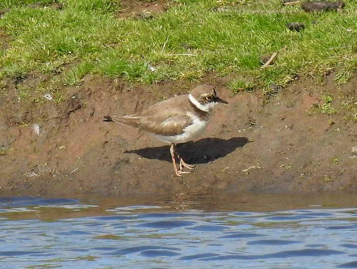 Little Ringed Plover
