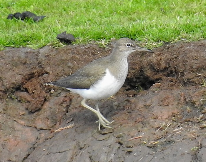 Common Sandpiper