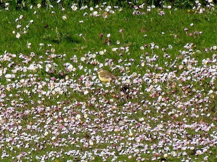 Yellow Wagtail