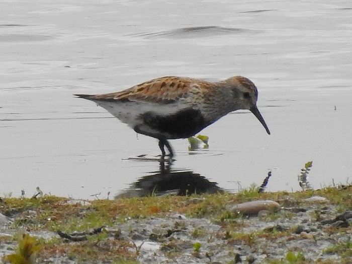 Dunlin